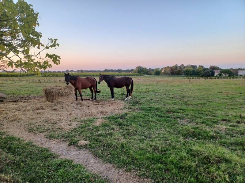 Location de gîte en pleine nature avec ballades à cheval près de la Sauve